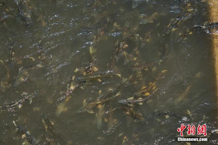 資料圖：圖為今年5月底到8月初，青海湟魚洄游產(chǎn)卵 馬銘言攝