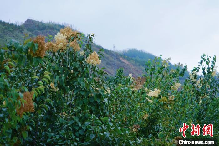 圖為西寧北山上的丁香樹?！●R銘言 攝