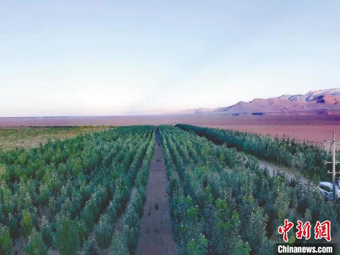 圖為格爾木境內(nèi)種植的綠樹。　格爾木融媒體中心供圖