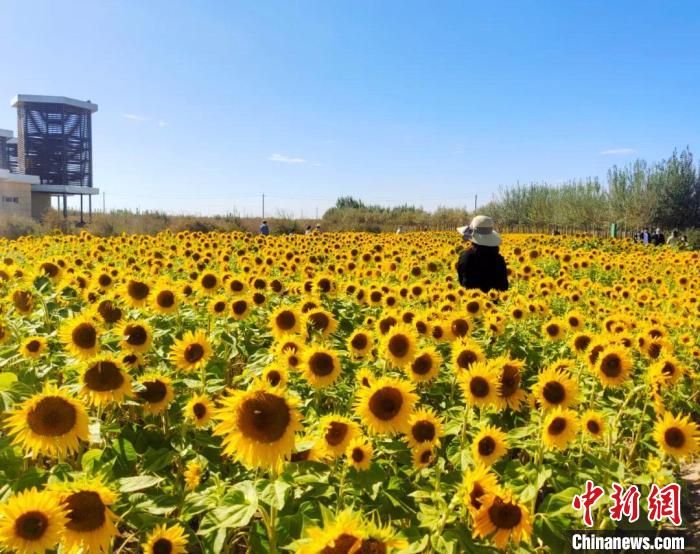圖為格爾木境內(nèi)的向日葵花海?！「駹柲救诿襟w中心供圖