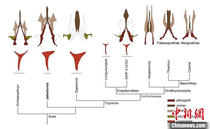 最原始鳥類“熱河鳥”最新研究：嗅覺更好、日行主導