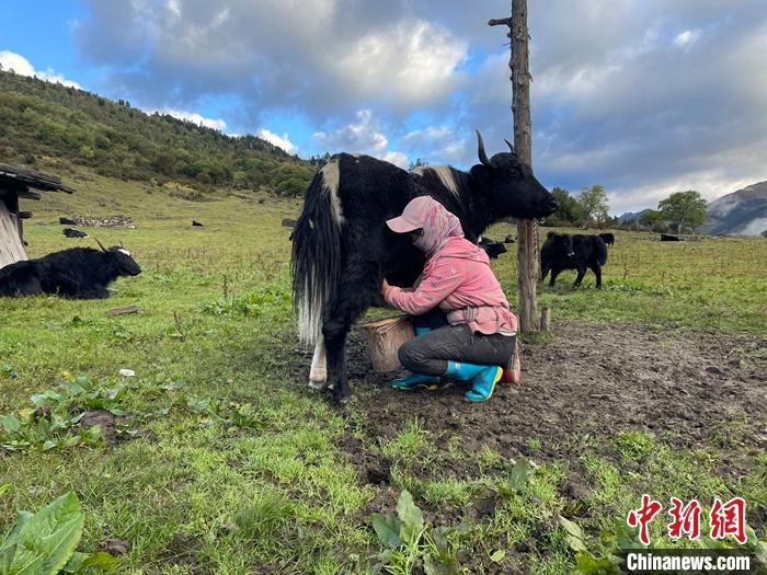 圖為9月27日早晨牧民擠牦牛奶。 <a target='_blank' href='/'><p  align=