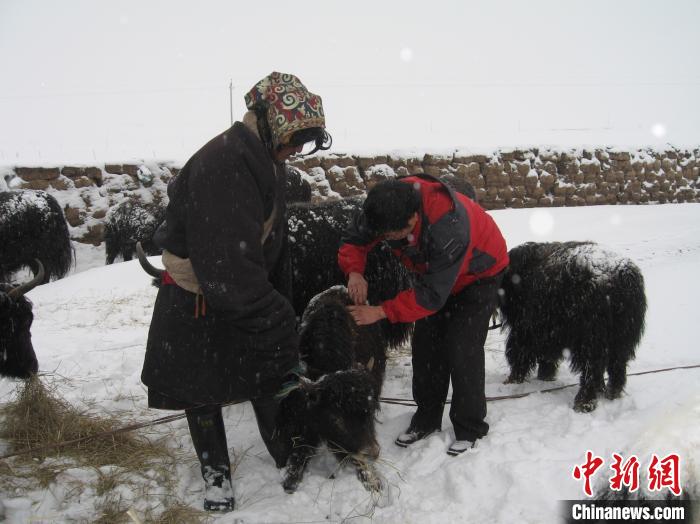 資料圖為研究團(tuán)隊(duì)在達(dá)日縣檢查牛背部皮蠅幼蟲感染情況。　 青海省畜牧獸醫(yī)科學(xué)院供圖