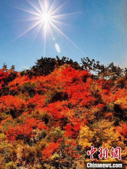 萬源市紅葉似火?！≈炱桨?攝