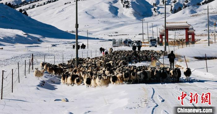 圖為村民在雪地上放牧。　都蘭縣融媒體中心供圖