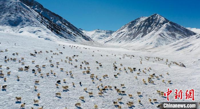 圖為羊群在雪地里覓食?！《继m縣融媒體中心供圖