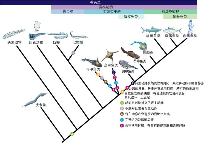一些關(guān)鍵特征在脊索動物中的演化?！∶宪版?繪圖 攝