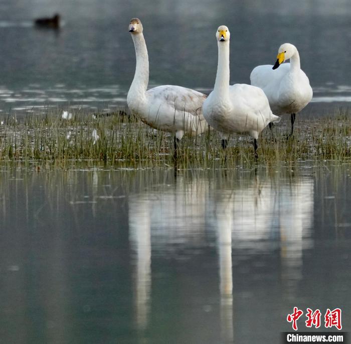 圖為三只大天鵝?！±钣穹?攝