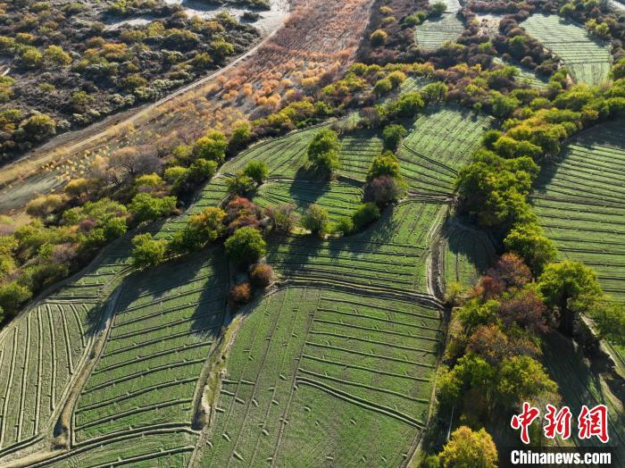 圖為11月8日，雅魯藏布江畔的高原梯田?！《拘?攝