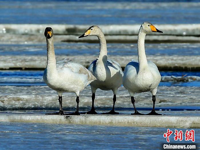 圖為三只天鵝在湖面上曬太陽?！『螁⒔?攝