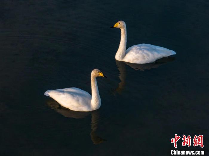 圖為兩只天鵝在湖中游蕩?！『螁⒔?攝