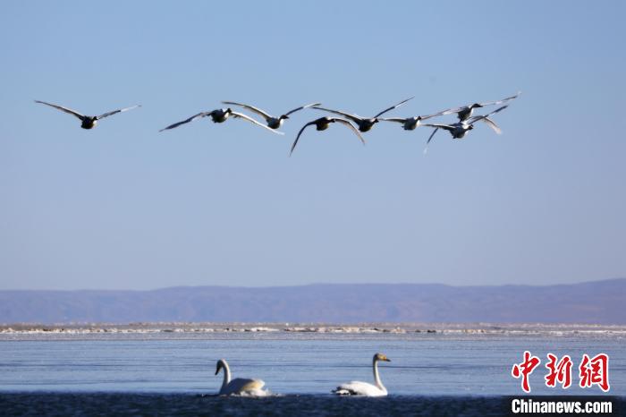 圖為大天鵝在青海湖上空飛翔?！●R怡睿 攝