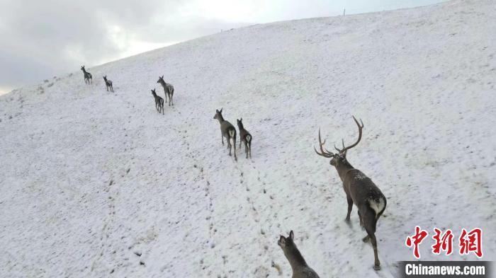 圖為馬鹿群在雪地里行走?！〔湃?攝