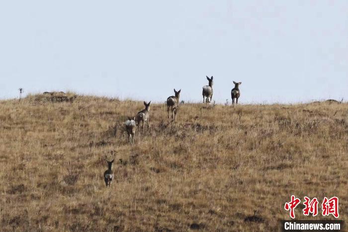 圖為狍鹿在山坡上漫步?！〔彭椖霞?攝