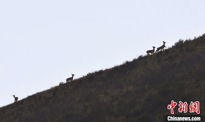 圖為狍鹿在山坡上漫步?！〔彭椖霞?攝