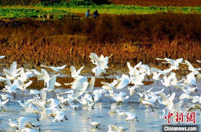 成都白鷺灣濕地公園?！“討?攝