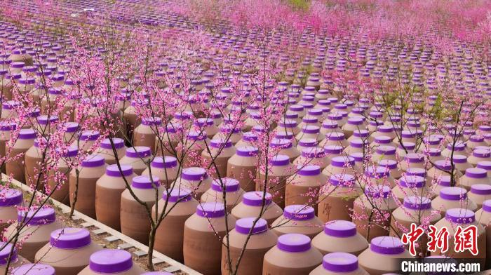 桃花和酒壇相映成趣?！∫足?攝
