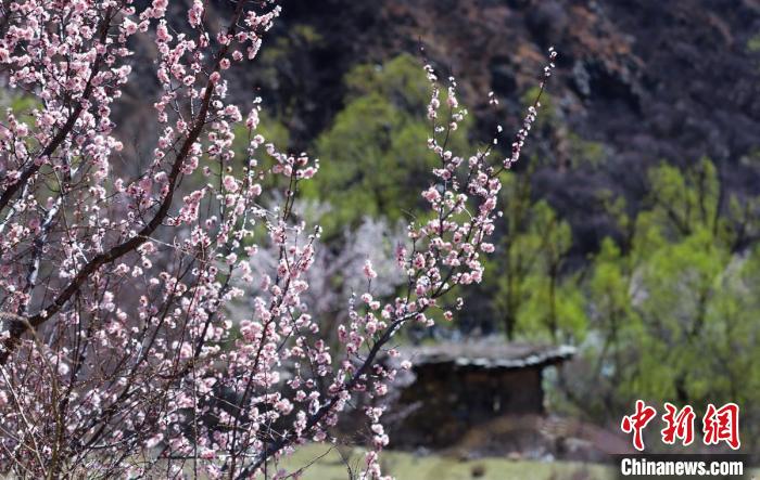 白玉縣河谷間盛開(kāi)的桃花?！“子袢诿?攝