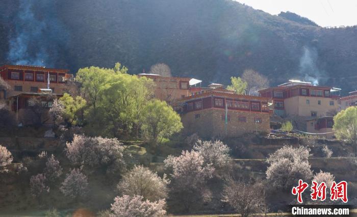 暖陽(yáng)下白玉縣河坡鎮(zhèn)正在盛開(kāi)的桃花與藏式民居?！“子袢诿?攝
