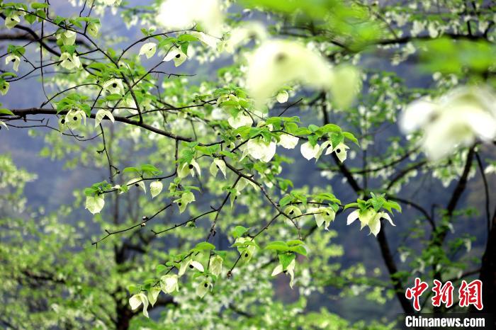 珙桐在春末夏初之際開花，花期較短。　呂楊 攝