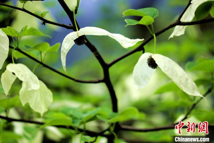 兩片潔白的花瓣隨風(fēng)搖曳就像飛翔的白鴿?！螚?攝