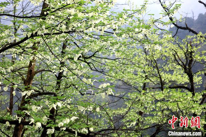 珙桐是1000萬年前新生代第三紀(jì)留下的孑遺植物，中國特有的樹種，是國家一級(jí)瀕危保護(hù)野生植物?！螚?攝