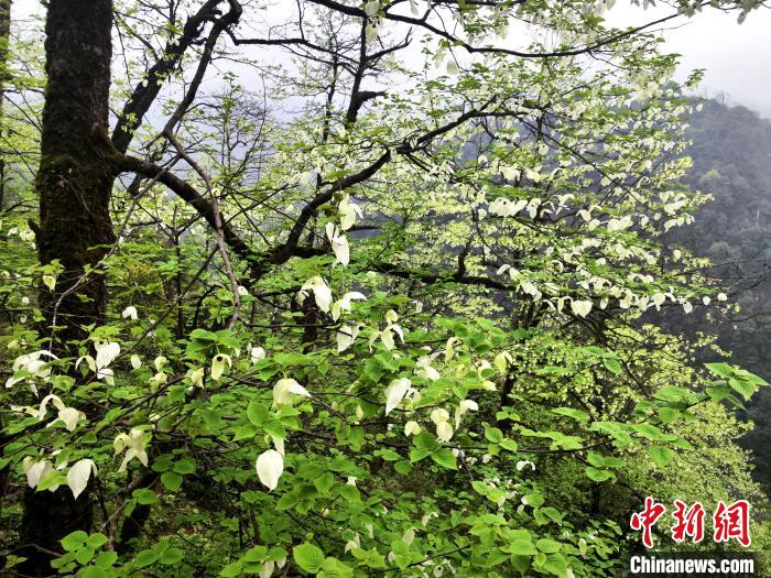 山谷兩側(cè)高大繁茂的珙桐樹?！螚?攝