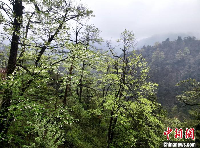 珙桐花朵潔白素雅，與青山雨霧融為一體?！螚?攝