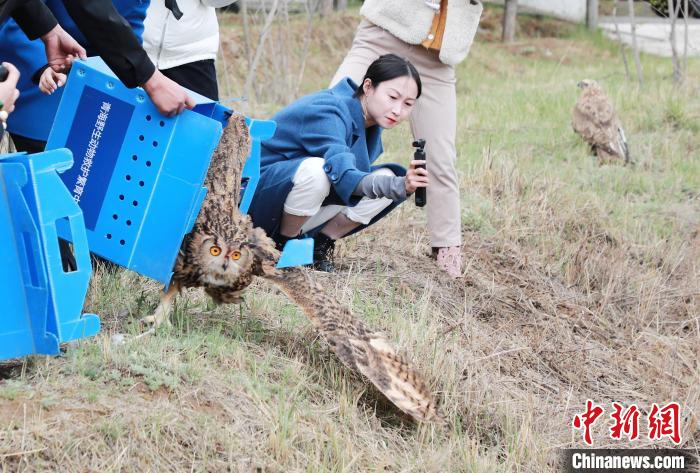 圖為西寧野生動物園救護的雕鸮在西寧市放歸大自然。　馬銘言 攝