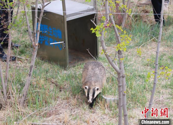 圖為西寧野生動物園救護的狗獾在西寧市放歸大自然?！●R銘言 攝