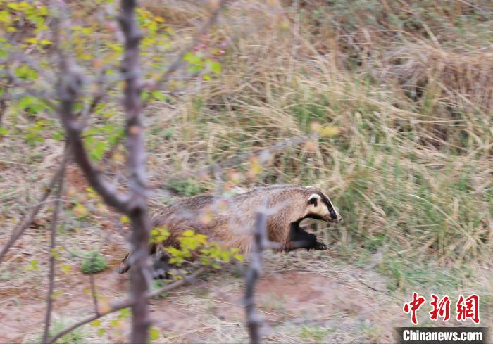 圖為西寧野生動物園救護的狗獾在西寧市放歸大自然?！●R銘言 攝