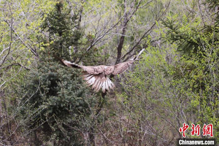 圖為西寧野生動物園救護的大鵟在西寧市放歸大自然?！●R銘言 攝