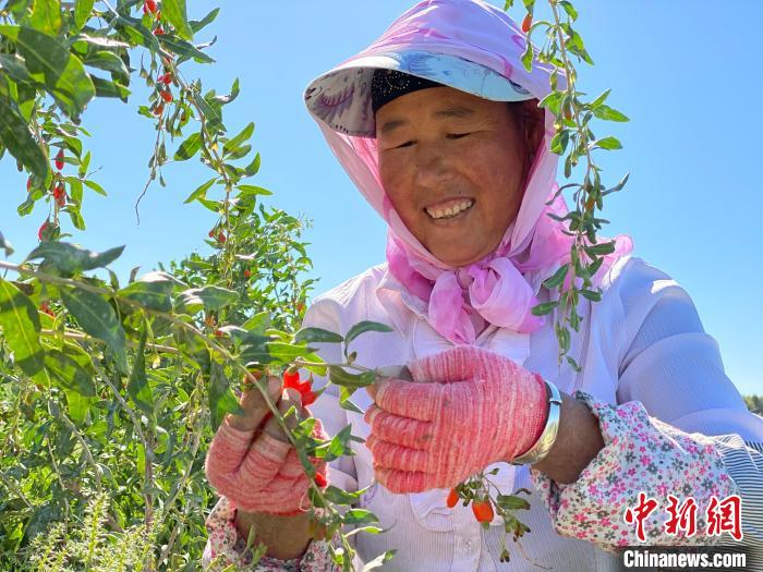 青海:現(xiàn)代農(nóng)業(yè)產(chǎn)業(yè)園帶動20余萬農(nóng)牧民增收