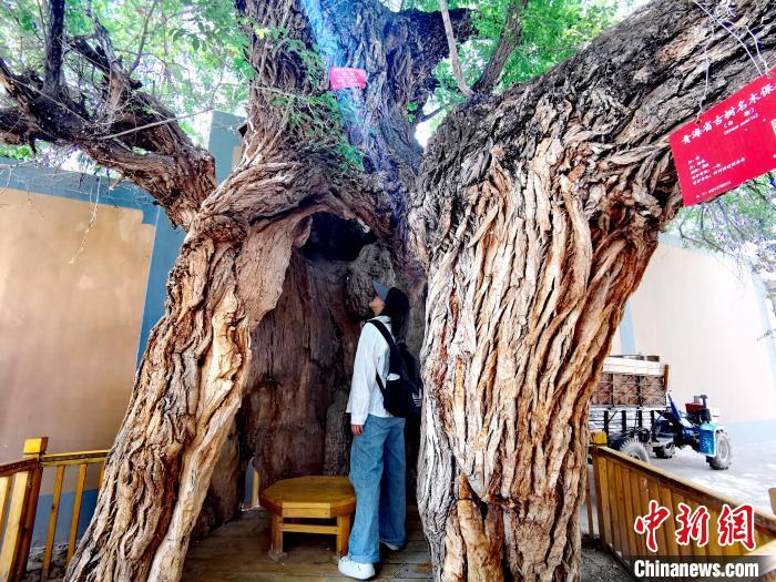 青海海東市阿河灘地質(zhì)文化村：古樹新枝、丹山碧水
