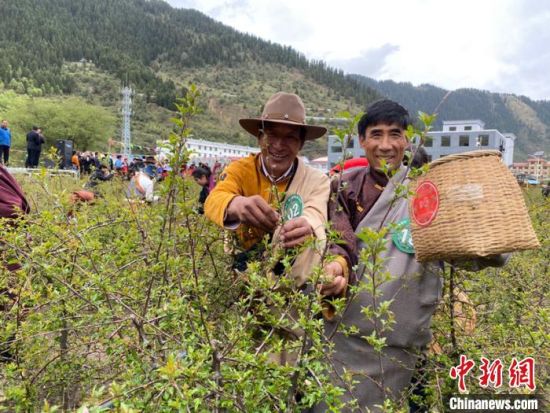 圖為當(dāng)?shù)剞r(nóng)牧民進(jìn)行藏雪茶采摘比賽?！⊥鮿x 攝