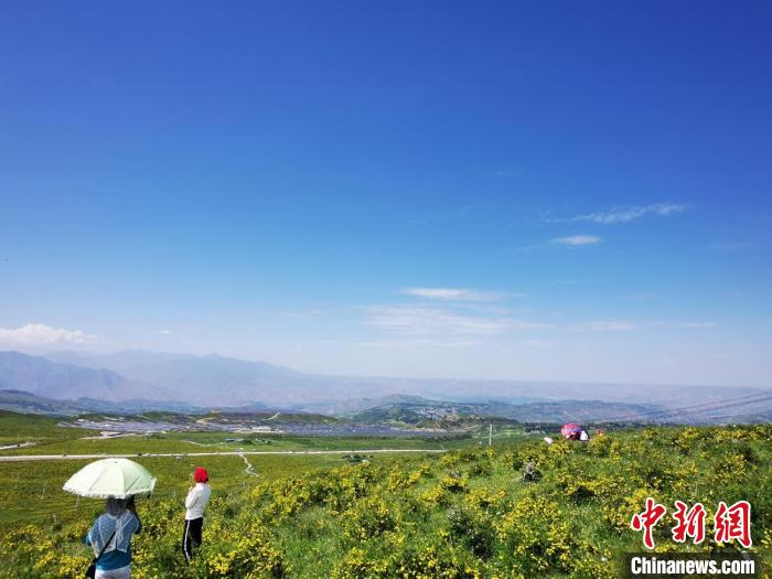 2020年07月07日拍攝于臨夏州積石山縣境內(nèi)，生態(tài)環(huán)境逐漸恢復(fù)，小黃花開遍山間。(資料圖) 殷春永 攝