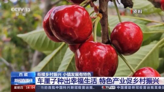 種蘑菇、養(yǎng)駱駝...。。特色產(chǎn)業(yè)助力鄉(xiāng)村振興走新路