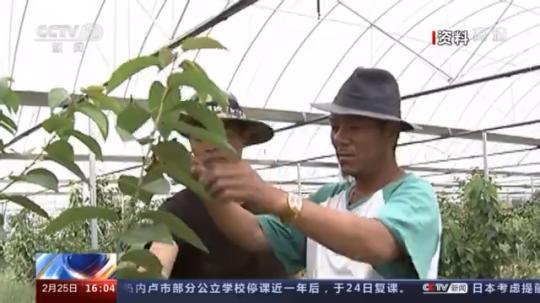 種蘑菇、養(yǎng)駱駝...。。特色產(chǎn)業(yè)助力鄉(xiāng)村振興走新路
