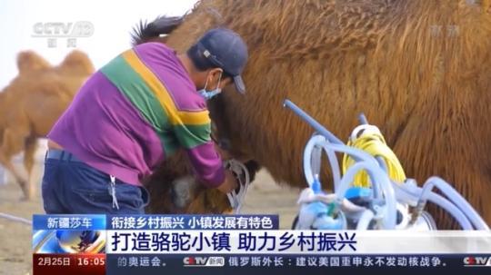 種蘑菇、養(yǎng)駱駝...。。特色產(chǎn)業(yè)助力鄉(xiāng)村振興走新路