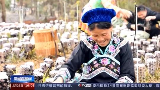 種蘑菇、養(yǎng)駱駝...。。特色產(chǎn)業(yè)助力鄉(xiāng)村振興走新路