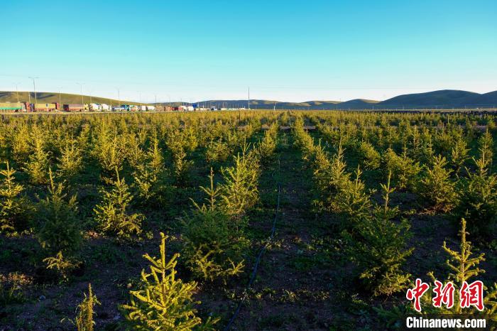 圖為科技團(tuán)隊(duì)在海拔4500米的西藏那曲種出“小森林”，其中超過7成成功越過5個(gè)冬天?！〗w波 攝