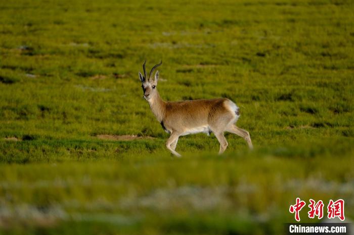 圖為西藏納木錯(cuò)湖邊的藏原羚休閑覓食。　江飛波 攝