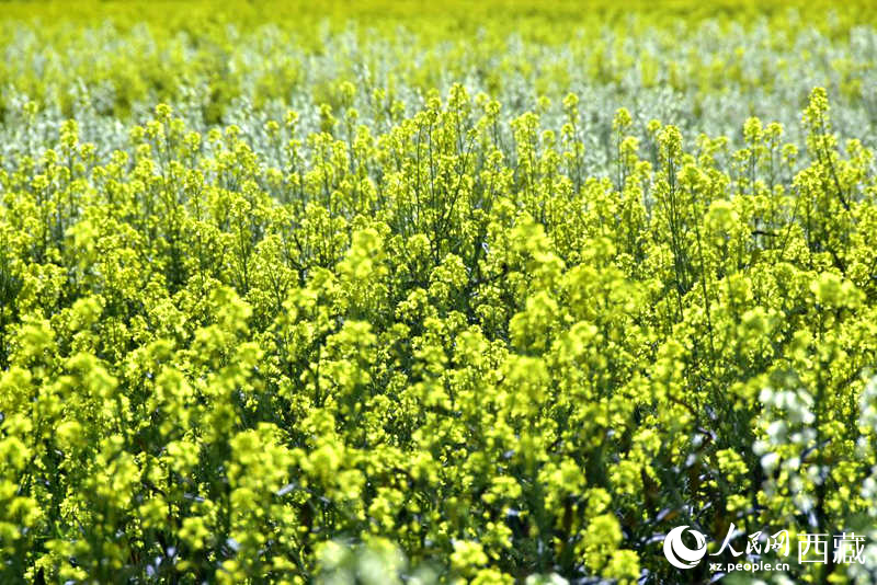 盛開的小油菜花。人民網(wǎng) 李海霞攝
