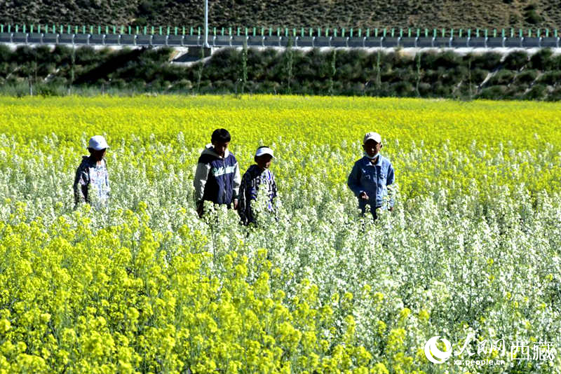 小孩在油菜花田嬉戲。人民網(wǎng) 李海霞攝
