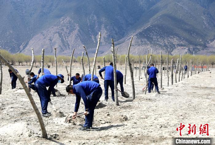 林芝市巴宜區(qū)森林消防中隊(duì)志愿服務(wù)隊(duì)熱火朝天的植樹(shù)現(xiàn)場(chǎng)?！∥骼@拉翁 攝