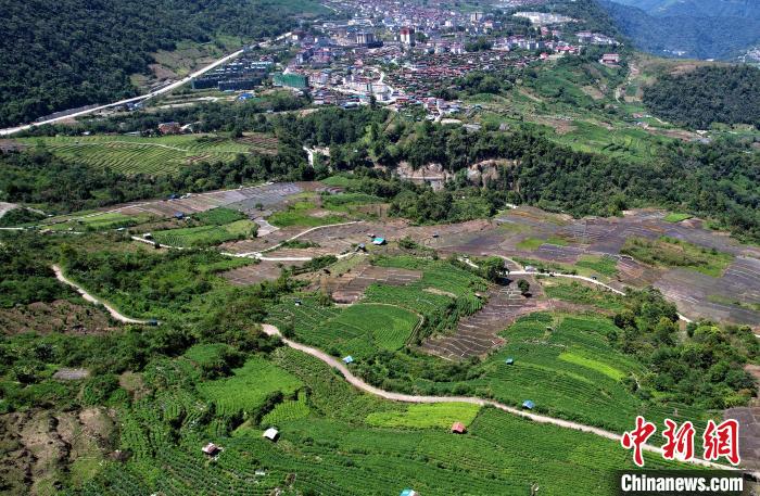 圖為西藏林芝市墨脫縣城附近的茶田。(無人機照片) 李林 攝