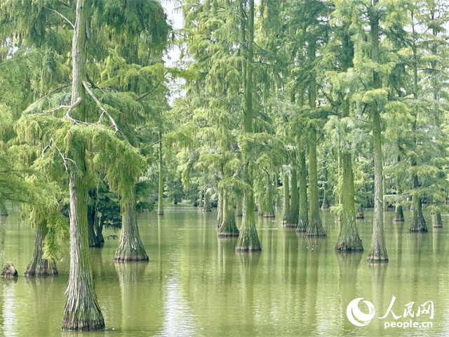 湖北省武漢漲渡湖濕地，池杉“破水而出”。人民網(wǎng)記者 張沛攝