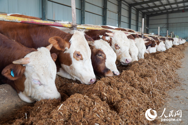 在思博農(nóng)業(yè)科技有限公司內(nèi)，肉牛正在吃秸稈轉(zhuǎn)化的飼料。人民網(wǎng)記者 陳若天攝