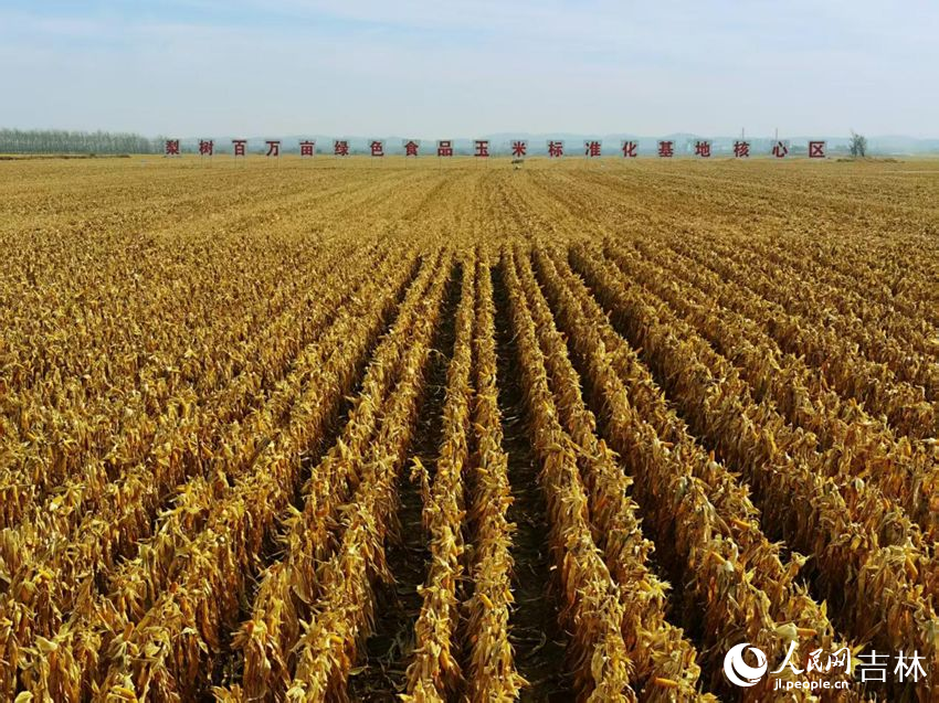 吉林黑土地上糧滿倉（資料圖片）。人民網(wǎng)記者 王海躍攝