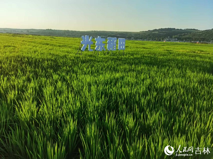 光東村稻田風(fēng)景美如畫（資料圖片）。人民網(wǎng)記者 王海躍攝